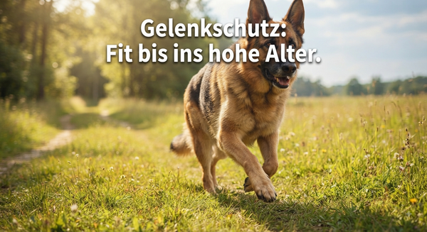 Gelenkschutz bei großen Hunden: Wann du mit Ergänzungsmitteln starten solltest