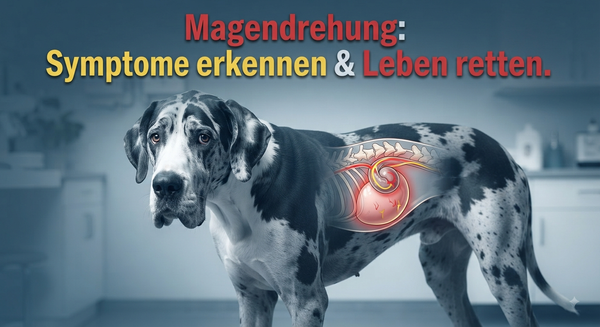 Magendrehung beim Hund: Symptome, Erste Hilfe und wie du vorbeugst