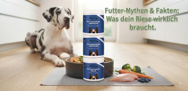 Das richtige Futter für große Hunderassen: Mythen rund um Protein, Energie und Wachstum