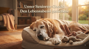 Der Senior-Großhund: Wie du arthrosegeplagten Hunden den Alltag erleichterst