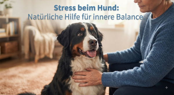 Wenn der Hund Stress hat: Beruhigung für nervöse oder reaktive Großhunde