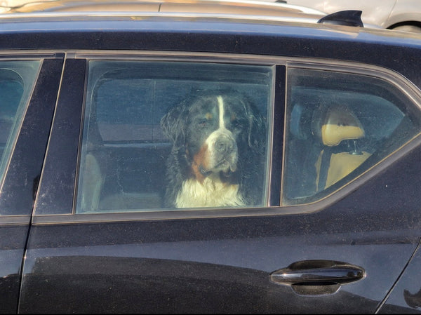Hunde im Sommer: So schützen Sie Ihren Vierbeiner vor Hitze und Gefahren