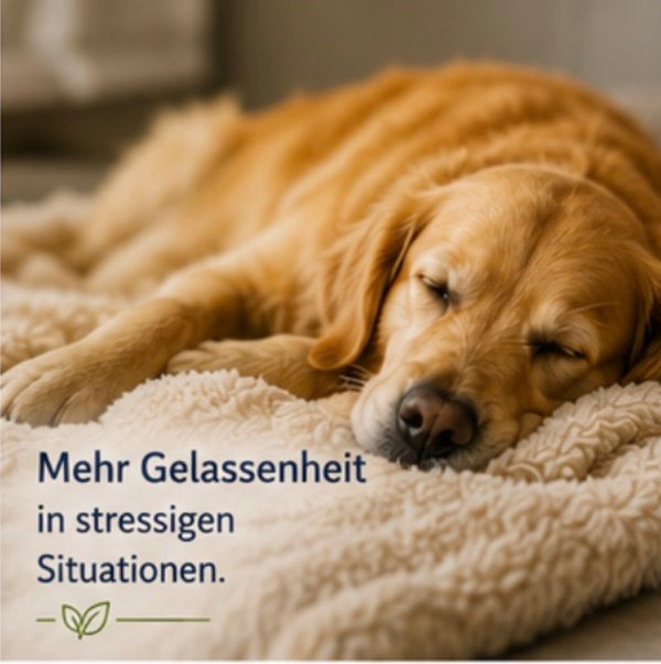 Hund alleine lassen: Der ultimative Ratgeber gegen Trennungsangst