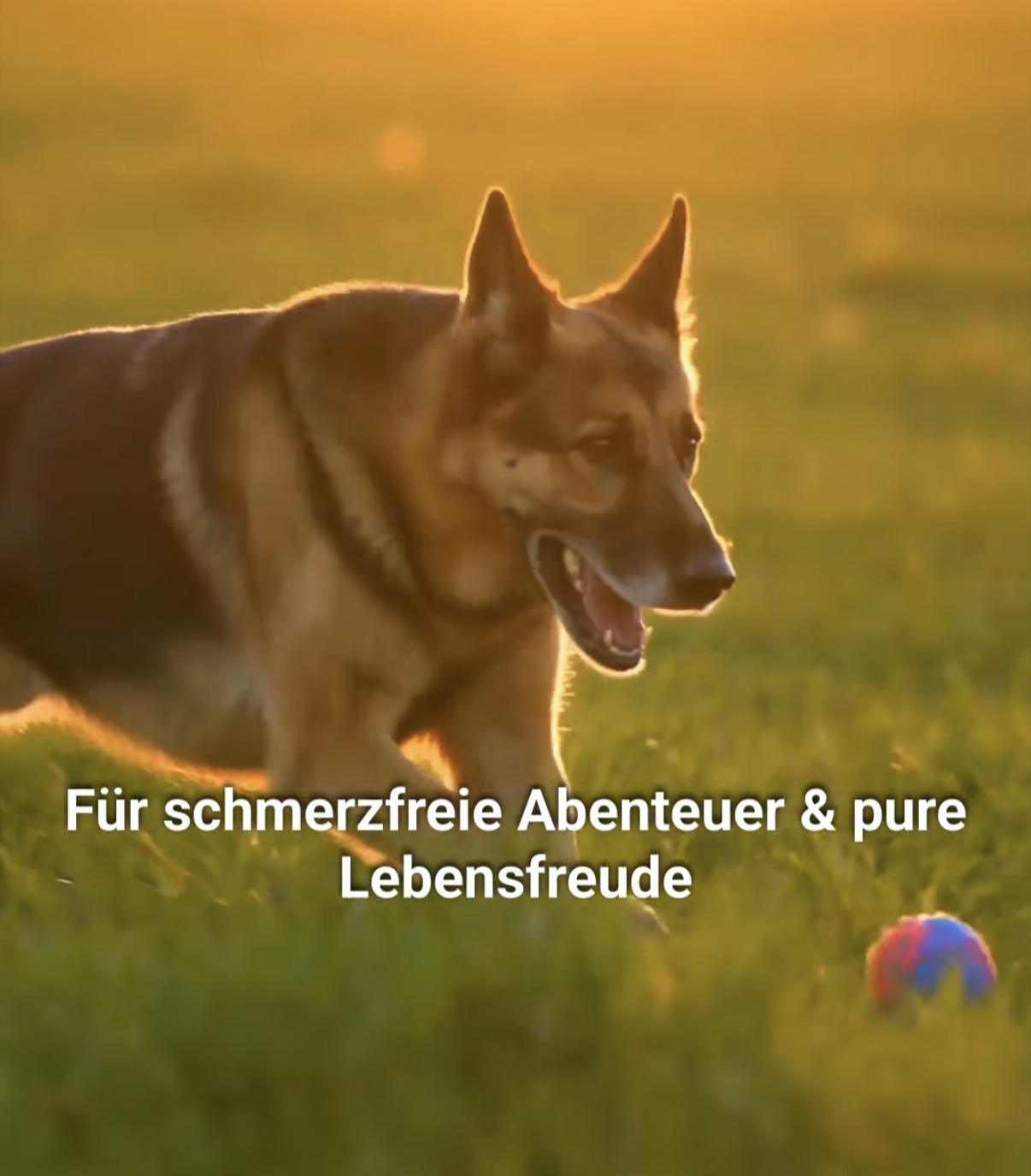 Gelenkgesundheit beim Hund: So bleiben Ihre Vierbeiner bis 2026 und darüber hinaus aktiv