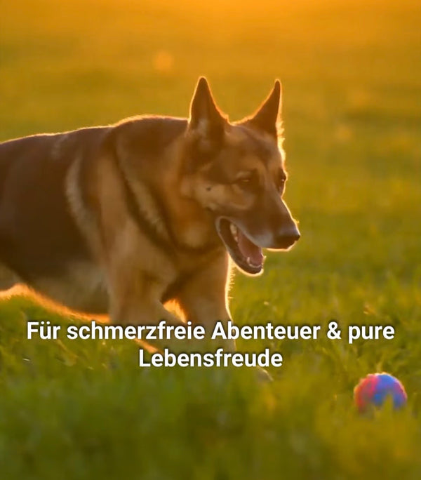 Gelenkgesundheit beim Hund: So bleiben Ihre Vierbeiner bis 2026 und darüber hinaus aktiv