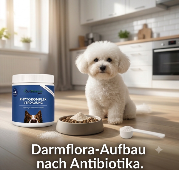 Antibiotika beim Hund: So baust du die Darmflora danach richtig wieder auf