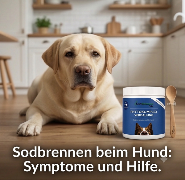 Sodbrennen beim Hund: Symptome, Ursachen und was wirklich hilft