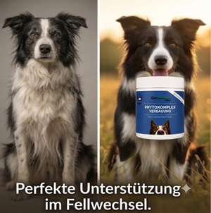 Fellwechsel beim Hund unterstützen: Tipps gegen stumpfes Fell und Haarausfall