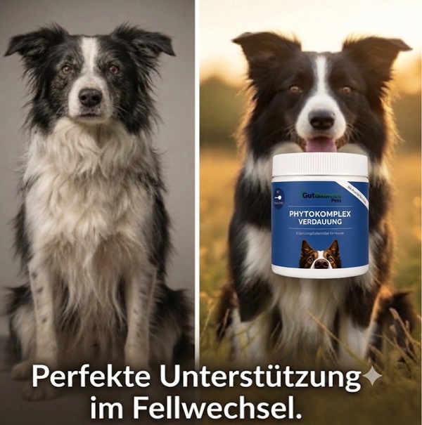 Fellwechsel beim Hund unterstützen: Tipps gegen stumpfes Fell und Haarausfall